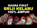 Lagu SUARA PIKAT MASTERAN BURUNG BRIJI KELABU
