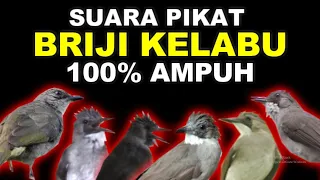 Download SUARA PIKAT MASTERAN BURUNG BRIJI KELABU MP3