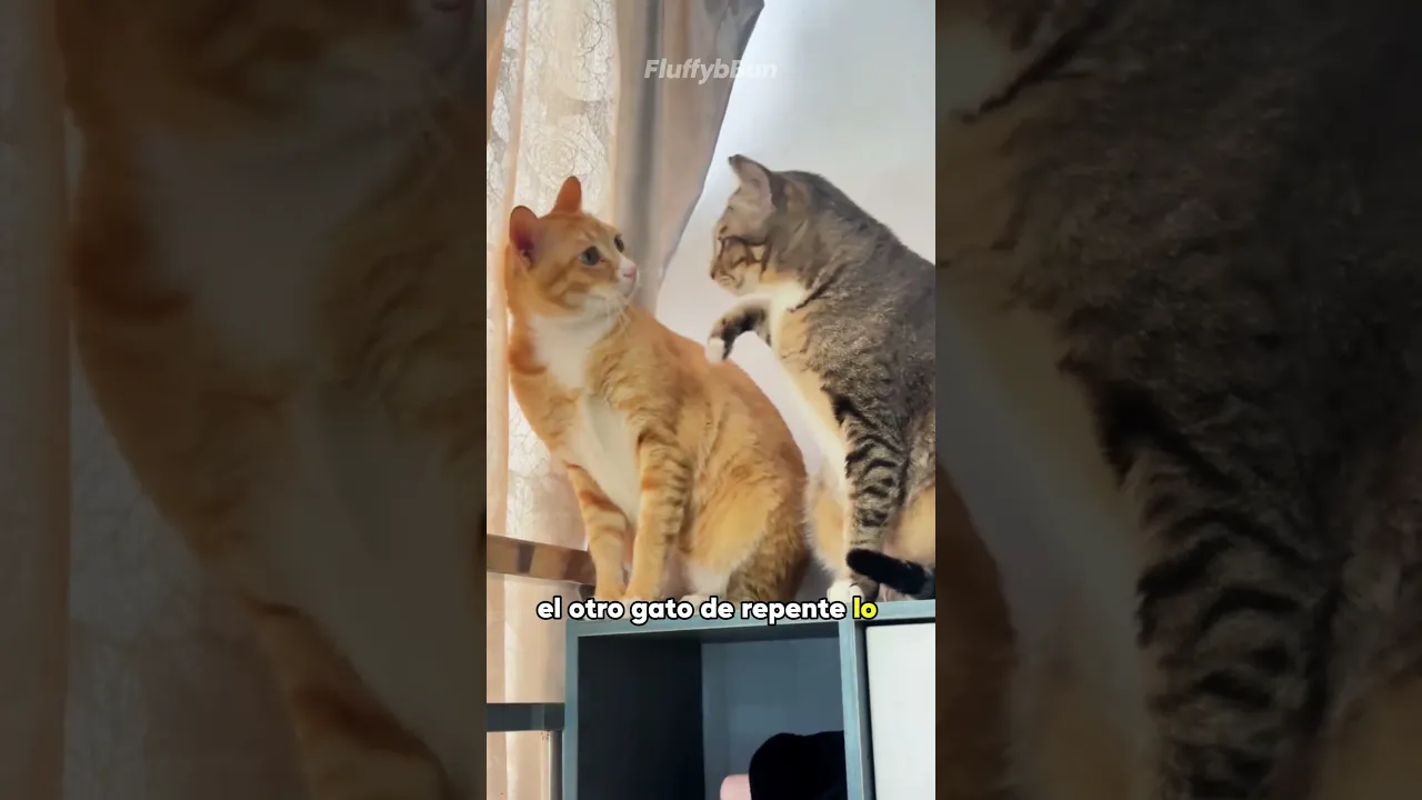 The Incredible Kitten