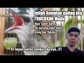 Download Lagu Rawatan jitu TRUCUKAN Muda agar cepat GACOR roll panjang dan fighter