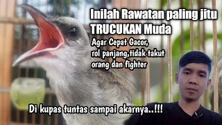 rawatan jitu trucukan muda agar cepat gacor roll panjang dan fighter