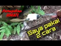Lagu Cara saya memupuk menggunakan borate@kopiinspirasi8193