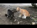 Suara Kucing Berantem Rebutan Makanan #kucing #cat