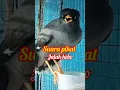 Download Lagu Suara pikat jalak kebo #shorts