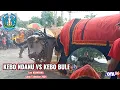 KEBO NDANU VS KEBO BULE TARUNG NDAYANG SUKOSARI