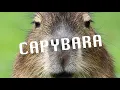 Download Lagu capybara lyric video