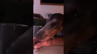 #fyp #dream #doberman #pets #boat