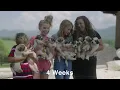 Great Pyrenees Puppies at Birth 2 4 6 8 weeks old