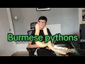 Are burmese pythons good pets