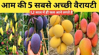 Top 5 Best Mango Varieties in India 2026 | Sweetest Mangoes Ranked | Home Garden