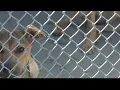 Clear the Shelters Amarillo Animal Management Welfare