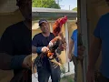 Download Lagu Bill's King Shamo Chicken Breeds in UK
