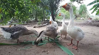 O que é preciso saber antes de começar cria gansos