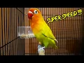 Download Lagu MASTERAN LOVEBIRD SPEED RAPAT NGEKEK PANJANG FULL !!!