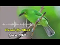 Download Lagu Suara Pikat Cucak Ijo Mini #suarapikatburung #birds #bird #suarapikat #burungkicau #burunggacor