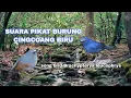 Download Lagu paling di cari pemikat Suara burung cingcoang biru paling jitu