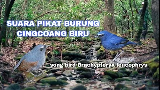 paling di cari pemikat suara burung cingcoang biru paling jitu