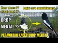 Download Lagu MENGEMBALIKAN MENTAL PETARUNG !! Cara memulihkan mental kacer yang drop