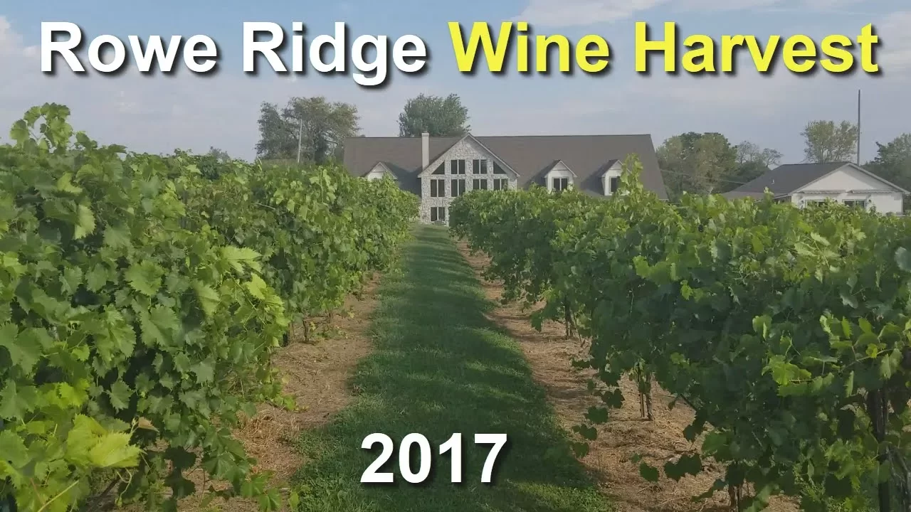 Chambourcin Wine Grape Harvest - Rowe Ridge Vineyard & Winery - Wyandotte County, Kansas