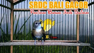 Download Pancingan Bunyi SRDC Bali Gacor Full Nyuling Ngeroll Ngeplong Isian Tledekan Gunung - Gacor Tube MP3