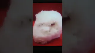 Creepy Cotton QuickTime 