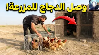 واخيراً وصل اكبر قطيع دجاج للمزرعة 🐓