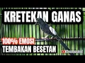 Download Lagu KRETEKAN MURAI BATU DI SERTAI TEMBAKAN DAN BESETAN AMPUH MEMANCING EMOSI MURAI