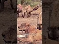 Download Lagu A Dying Lioness Vs Scavengers  #shorts
