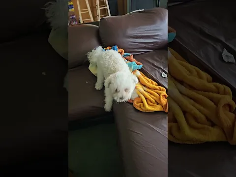 Floof Jazz