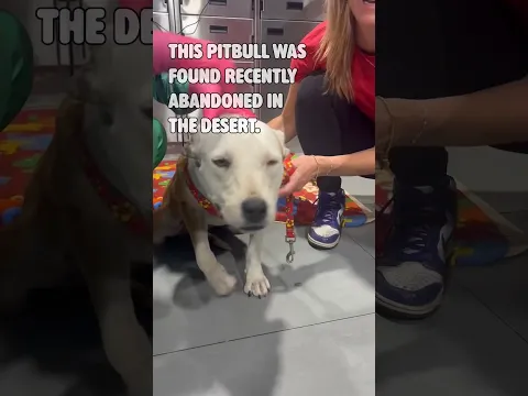 Desert Pit Bull needs a name