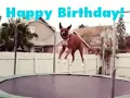 Happy Birt ay Dog Meme