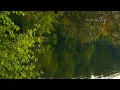 relaxdaily N°084 - Relaxing Instrumental Music - studying, relaxing, spa