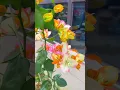 Golden Sunshine / bougainvillea rare collection / flowers bloom / tips how to grow bougainvillea