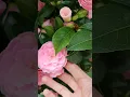 Download Lagu Beautiful Camellia in Bloom