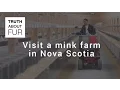 Download Lagu Visit a mink farm in Nova Scotia