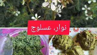 العسلوج النوار اكلة فصل الربيع بنة ولااروع دندنها