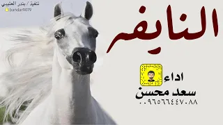 شيلة النايفه كلمات فرز الوغي سعد محسن حصريا 2023 