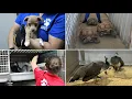 Hundreds of animals rescued from Houston-area pet store SPCA says
