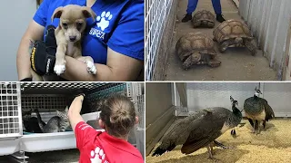 Hundreds of animals rescued from Houston-area pet store SPCA says