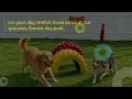 Pets deserve vacation too Fort Myers
