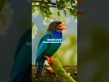 Lagu Tengkek Buto gacor - Call of the Oriental Dollarbird - Oriental Dollarbird Calls of the Tropics