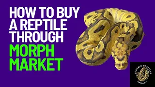 How To Buy A Reptile Through Morph Market