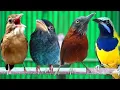 Download Lagu SUARA 4 MASTERAN‼️KAPAS TEMBAK-CUNGKO-TENGKEK BUTO-TEPUS KEPALA ABU 