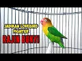 Download Lagu Suara Lovebird Ngekek Panjang, Sering Diputar JADIKAN LOVEBIRD FIGHTER RAJIN BUNYI