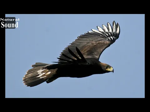 Download MP3 Sonidos de águilas  para asustar palomas - El Águila Real - aves de presa - aves rapaces