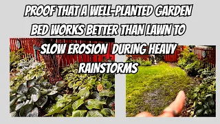 How I m Slowing Erosion in My Garden and Wrangling a Rose Between Rainstorms