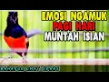 Download Lagu PANCINGAN pagi hari MURAI BATU nembak GACOR sukses melatih FIGHTER jadi ikut BONGKAR ISIAN