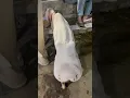 Download Lagu Bara Eid Video//bakra lara bado badi#fun#cow#love#viralvideo #beautiful#bara#bakra#funny#ytshorts #