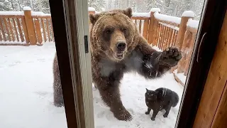 When Your Pet Brings Home a Friend
