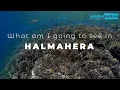 Download Lagu What am I going to See in Halmahera